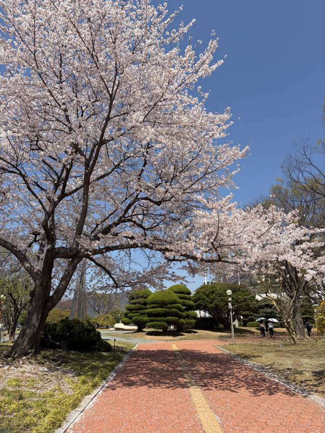 4월의 경남은 벚꽃 천국이다. 경남 곳곳이 벚꽃 명소라서 관광객들의 발길이 줄을 잇는다. 이재희 기자
