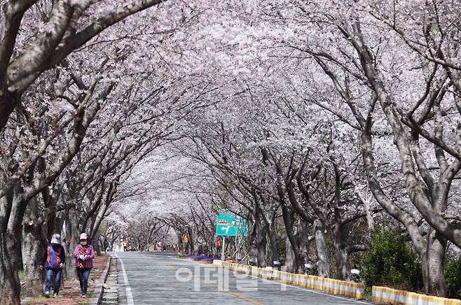 전남 강진군 금곡사 벚꽃길(사진=한국관광공사)