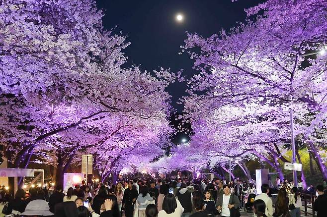 지난해 열린 야간 벚꽃축제 현장.(사진 한국마사회제공)