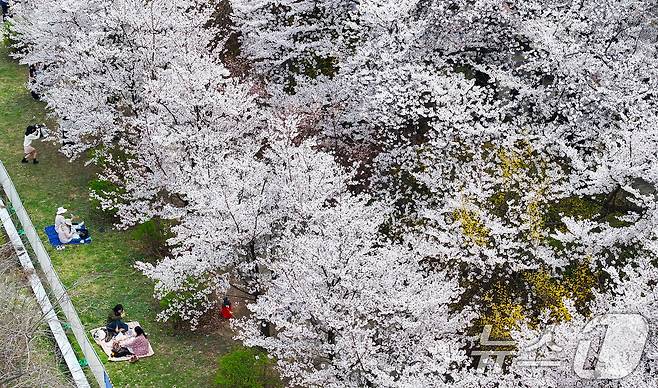 '여의도 봄꽃축제'가 시작된 3일 서울 여의서로 일대에 벚꽃이 만개해 있다. 2026.4.3 ⓒ 뉴스1 최지환 기자