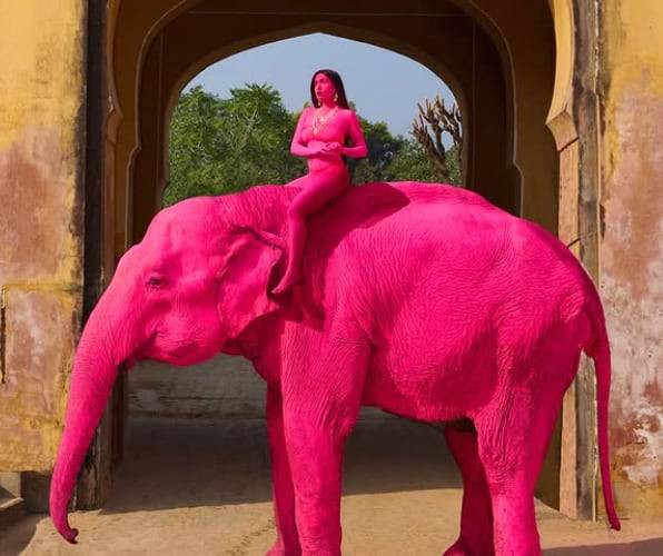 사진 촬영을 위해 분홍색으로 칠해진 코끼리. /인스타그램