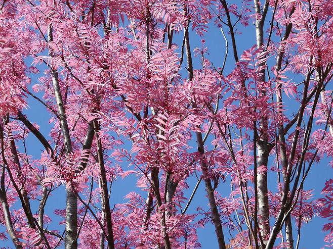 천리포수목원에서 자라는 삼색참죽나무 ‘플라밍고’는 처음 나오는 새순의 색이 마치 플라밍고의 깃털처럼 짙은 분홍색을 띠어 이 같은 이름이 붙었다. 천리포수목원 제공