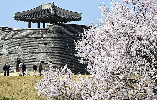 [수원=뉴시스] 김종택 기자 = 포근한 날씨를 보인 2일 경기 수원시 팔달구 수원화성 창룡문 성곽길에 벚꽃이 활짝 피어 있다. 2026.04.02. jtk@newsis.com
