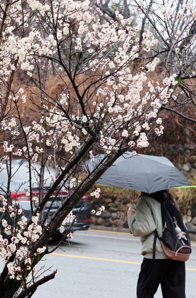 ▲18일 봄비가 내리고 있는 광주 동구 조선대ⓒ연합뉴스
