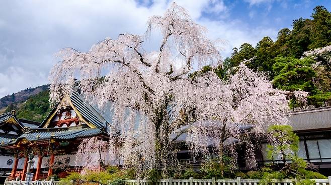 일본 니치렌종 본산인 구온지의 수양벚꽃.