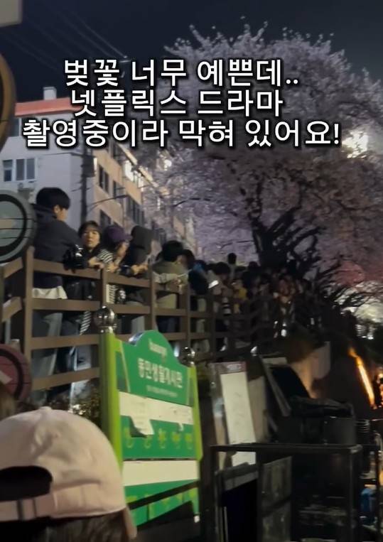 드라마 촬영으로 통제된 벚꽃길 사회관계망서비스 갈무리. 재판매 및 DB 금지]