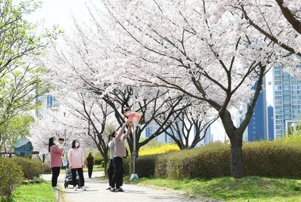 안산시가 벚꽃 명소로 주목받고 있다. /안산시 제공