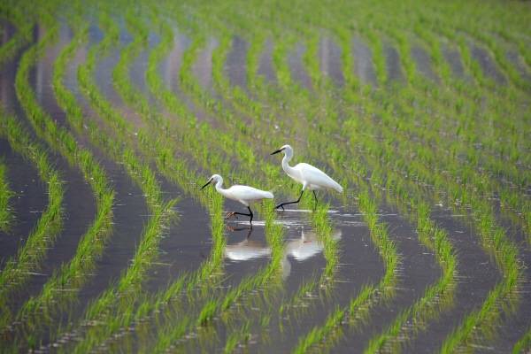 정부가 전국 농지를 대상으로 한 전수조사에 착수했다. 이재명 대통령의 지시에 따라 비농민 소유 투기성 농지를 점검하고, 경작되지 않는 땅에는 강제매각 명령도 가능해진다. 그러나 임차농의 경작권 침해 우려와 농민 불안이 커지고 있어, 실농민 보호대책과 통합 농지관리체계 구축이 시급한 과제로 떠오르고 있다. ⓒ픽사베이