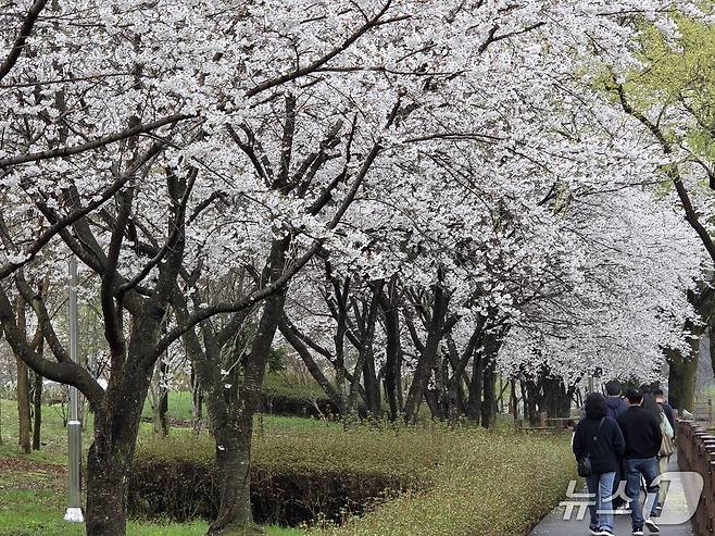 4월 첫 주말인 4일 오전 대전의 대표적인 벚꽃 명소인 대청공원을 찾은 상춘객들이 꽃이 만개한 풍경을 바라보며 걷고 있다. ⓒ 뉴스1 김종서 기자