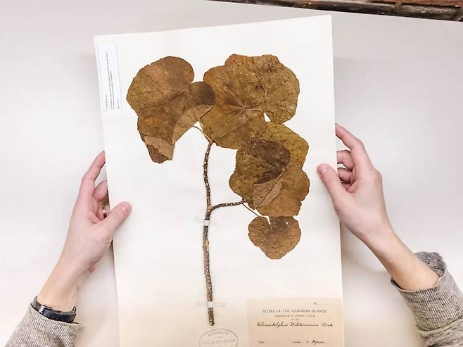 1912년 하와이에서 멸종한 꽃(학명 Hibiscadelphus wilderianus). 과학자들은 표본에서 향을 만드는 유전자를 찾아 효모균에 넣어 꽃 향기를 복원했다. /깅코 바이오웍스