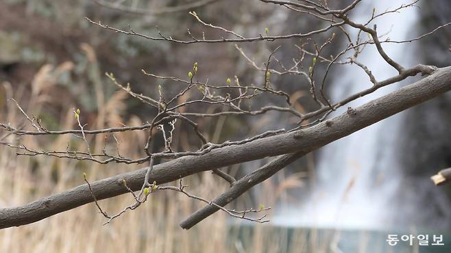 직소폭포. 높이 30여 m 바위 사이로 용소를 향해 수직 낙하한다(위에서 첫 번째, 두 번째 사진). 직소폭포 주변 나무에 새싹이 움튼다.