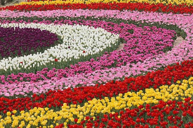 태안 세계 튤립 꽃 박람회 / 사진 = 한국관광공사