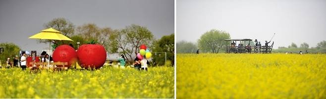 부여 세도 방울토마토 & 유채꽃 축제 / 사진 = 부여군