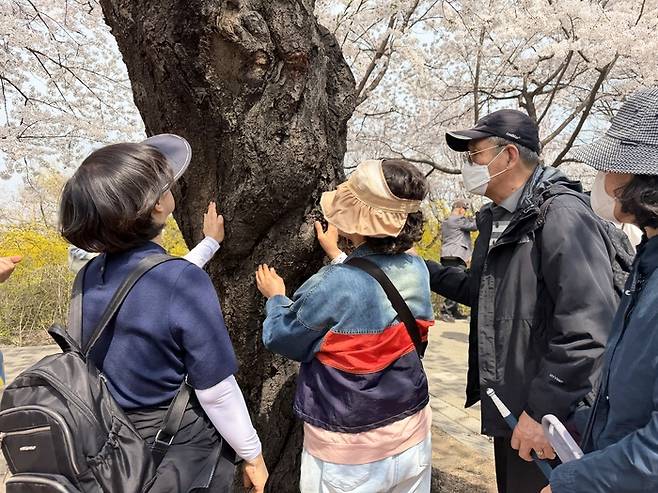 봄꽃 동행 무장애 투어 벚나무를 만져보는 참가자 / 사잔= 문서연 여행+ 기자