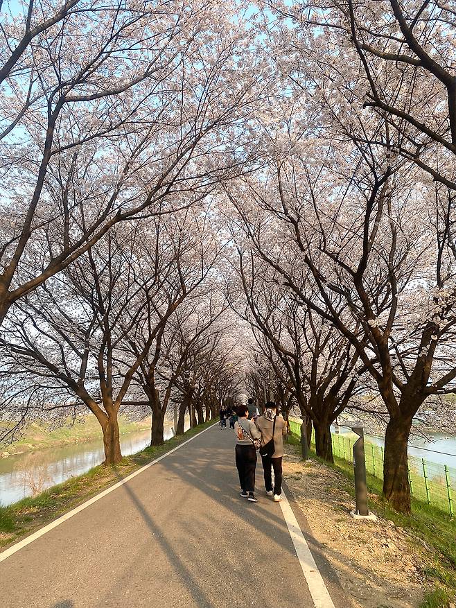 충북 충주시 봉방동 하방마을 벚꽃길이&nbsp;‘벚꽃터널’을 이루고 있다. 충주시 제공