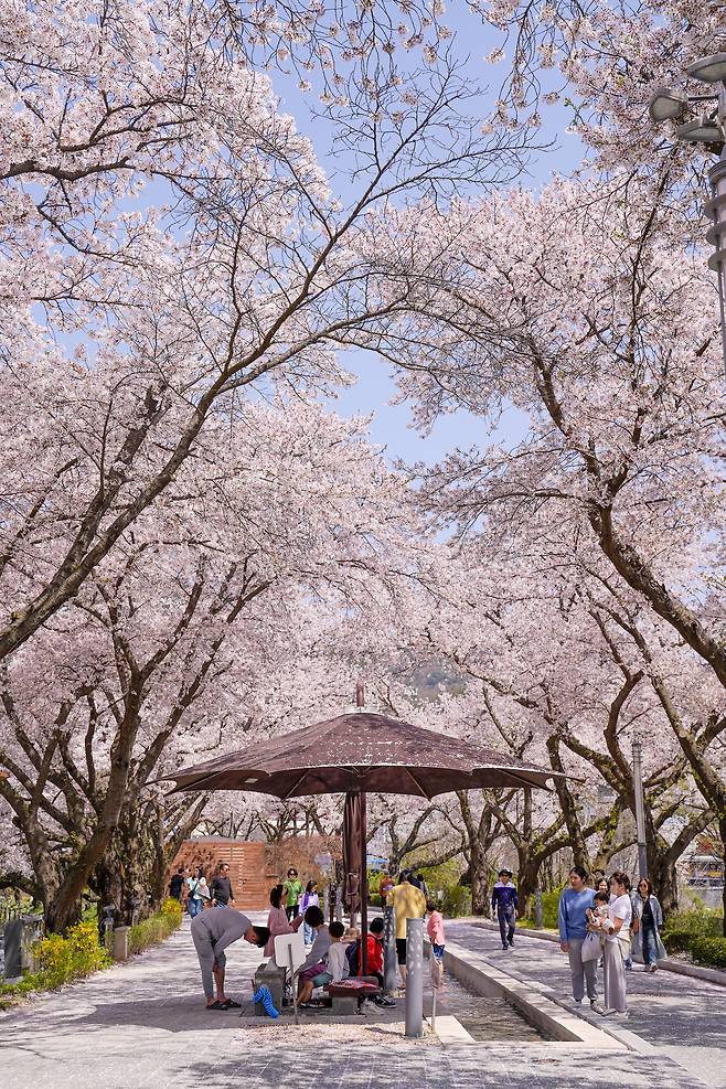 오는 17∼19일까지 수안보 온천제가 열리는 충북 충주시 수안보면에 벚꽃이 만개했다. 충주시 제공