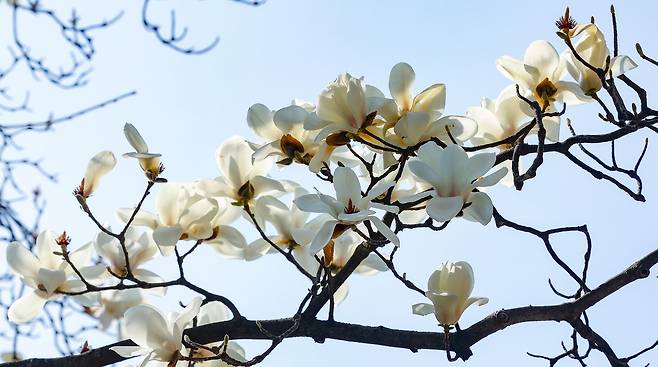 낮 최고 온도 21도로 포근한 봄 날씨를 보인 31일 서울 종로구 서울특별시선거관리위원회 앞 목련에 꽃이 활짝 피어 있다. 최상수 기자