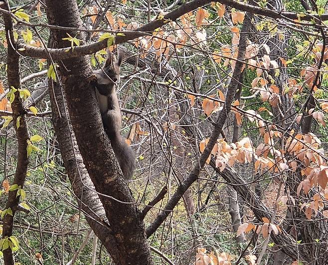 나무 위 청설모