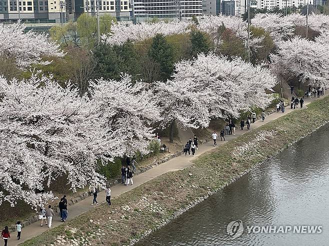 봄을 즐기나 봄 [연합뉴스 자료사진]