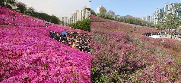 군포철쭉축제가 열리는 철쭉동산의 4월 철쭉 개화 상태를 비교하니 2016년(왼쪽)과 지난해 상황이 큰 차이를 보인다. /군포시 제공