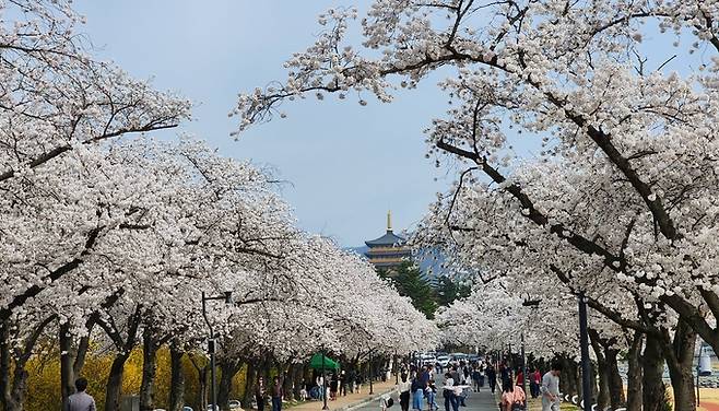 ▲ 주말인 5일 경주보문관광단지 보문호 둘레길에서 관광객들이 만개한 벚꽃을 즐기며 걸어가고 있다.