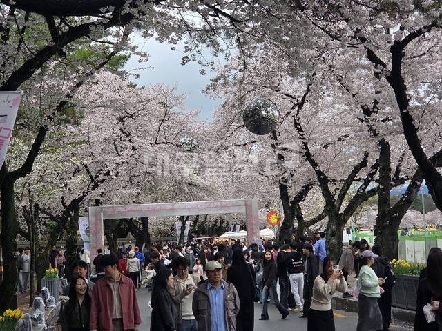 경주시가 벚꽃축제를 진행하고 있는 대릉원돌담길 현장. 강시일 기자
