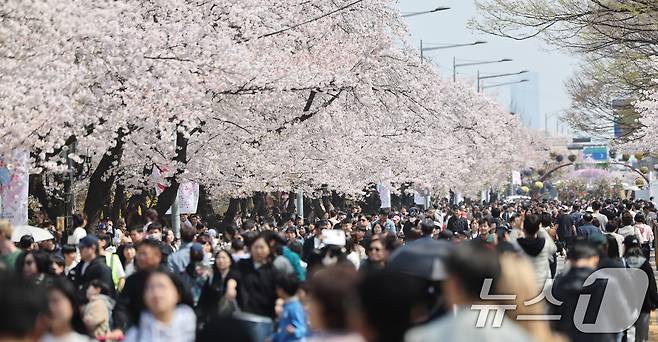 5일 오후 서울 영등포구 윤중로 여의도 봄꽃축제를 찾은 시민들이 벚꽃길을 걸으며 봄날씨를 만끽하고 있다. 2026.4.5 ⓒ 뉴스1 박지혜 기자