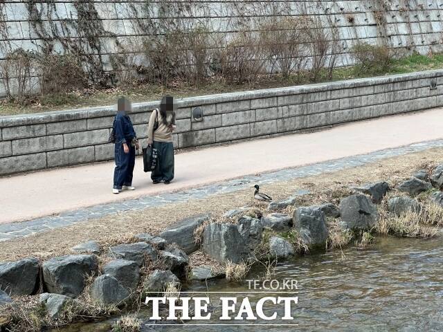 도심 가운데 흐르는 청계천의 자연은 외국인들에게 이색적인 풍경이다. /강신우 기자