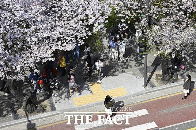 식목일인 5일 영등포구 여의도 봄꽃축제가 열린 윤중로에서 시민들이 사진을 찍고 있다. /송호영 기자