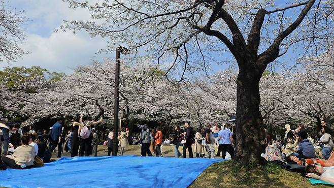 벚꽃 간사가 미리 자리를 잡기 위해 깔아둔 돗자리. 전진영 기자.
