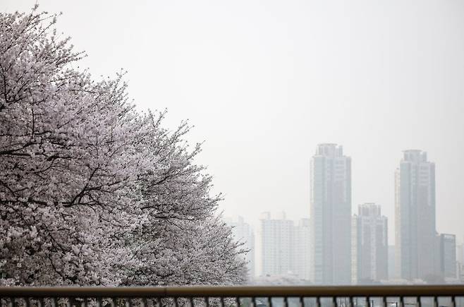미세먼지와 초미세먼지 농도가 '나쁨' 수준을 보인 지난 3일 서울 양천구 오목교 인근에 핀 벚꽃 옆으로 도심이 뿌옇게 보이고 있다. 뉴시스