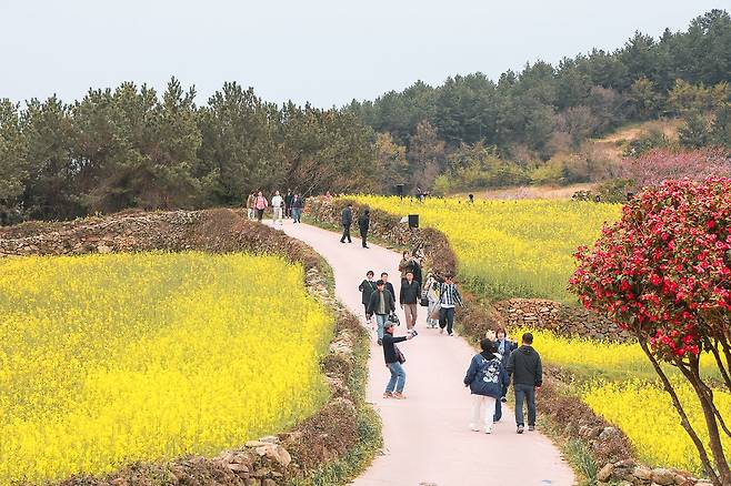 지난해 4월 슬로길걷기축제 당시 노란 유채꽃과 청보리밭, 남해의 풍광이 어우러진 완도군 청산도 전경. 사진 완도군