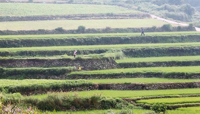 전남 완도군 청산도의 구들장논 전경. 중앙포토