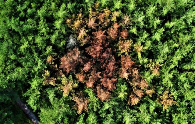 ▲ 녹색연합이 촬영한 설악산 한계리 금강송 고사목. 녹색연합 제공