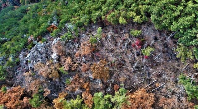 ▲ 녹색연합이 촬영한 태백산국립공원 대현지구 금강송 고사목. 녹색연합 제공