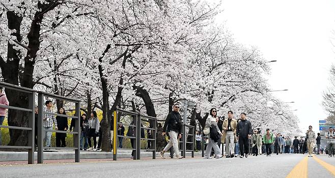 1일 오후 서울 여의도 여의서로 일대가 2026 여의도 봄꽃축제로 인해 교통이 전면 통제된 가운데 많은 시민과 외국인 관광객이 봄꽃을 즐기고 있다. 서울을 대표하는 ‘2026 여의도 봄꽃축제’는 3일부터 7일까지 열리며, 이날 정오부터 8일까지 인근 지역 차량 출입이 통제된다. 이상섭 기자