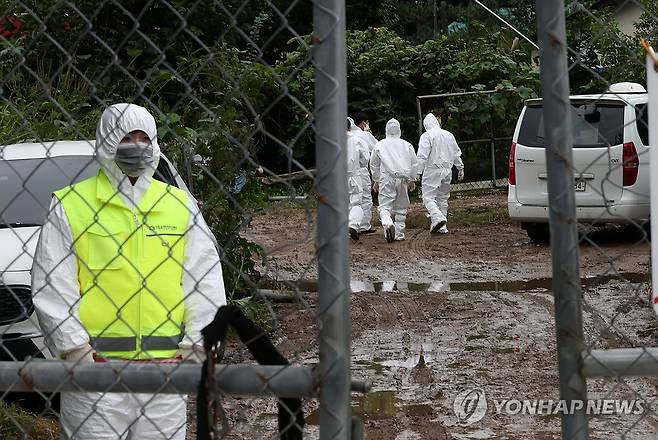 화천 양돈농가서 ASF 발생…긴급 방역 중 (화천=연합뉴스) 양지웅 기자 = 26일 오전 강원 화천군의 한 양돈농가에서 아프리카돼지열병(ASF)이 발생해 방역 당국 관계자가 입구를 통제하고 있다. 2023.9.26 yangdoo@yna.co.kr