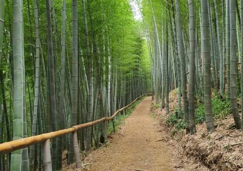 거제맹종죽테마파크 대나무 숲길 [거제맹종죽테마파크 홈페이지 캡처. 재판매 및 DB 금지]