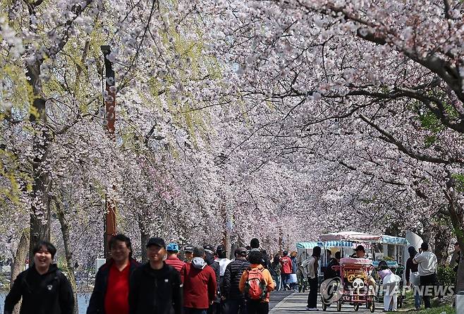경포벚꽃축제 찾은 인파 (강릉=연합뉴스) 유형재 기자 = '2026 경포벚꽃축제'가 한창인 5일 강원 강릉시 경포호 일원이 온통 만개한 벚꽃으로 꽃대궐을 이루고 있다. 2026.4.5 yoo21@yna.co.kr
