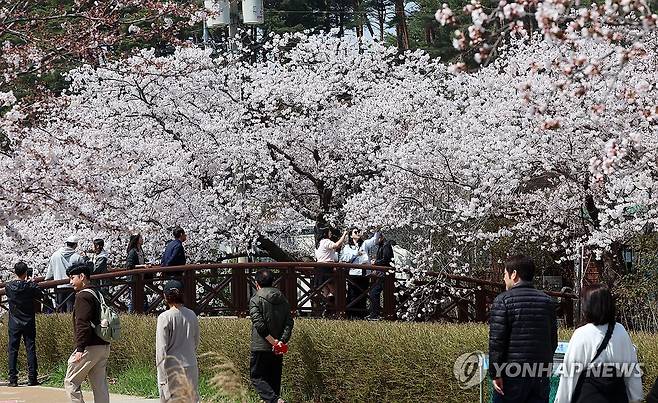 강릉 경포는 지금 꽃대궐 (강릉=연합뉴스) 유형재 기자 = '2026 경포벚꽃축제'가 한창인 5일 강원 강릉시 경포호 일원이 온통 만개한 벚꽃으로 꽃대궐을 이루고 있다. 2026.4.5 yoo21@yna.co.kr