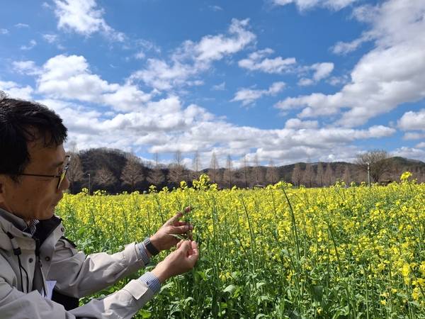 20여 년간 26만 평 가까이 남지유채단지를 조성하고 유지한 비결을 창녕군 김창환 녹지조경팀장이 소개했다. /이일균 기자