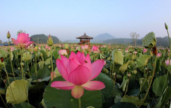 연꽃과 선왕정 팔각 정자