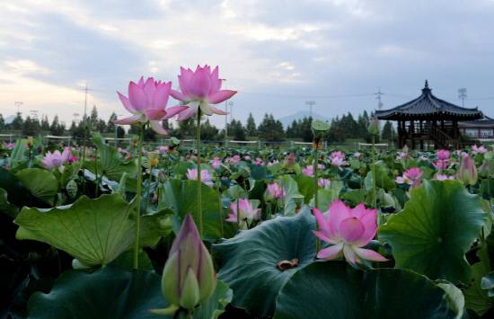 함안 가야읍에 위치한 연꽃태마파크 만개한 아라가야 연꽃