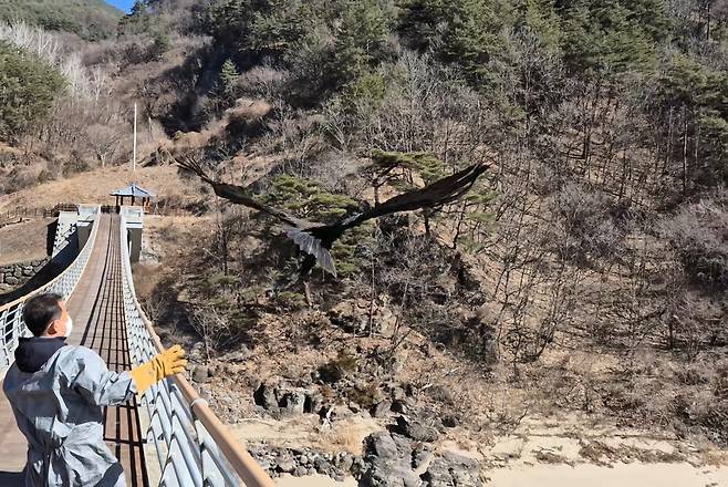 독수리가 치료와 재활을 마친 뒤 자연으로 방사되고 있다. /경북도 제공