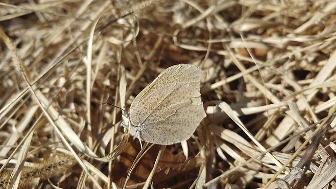 월동 형 각시멧노랑나비. (사진 이강운 대기자)/뉴스펭귄