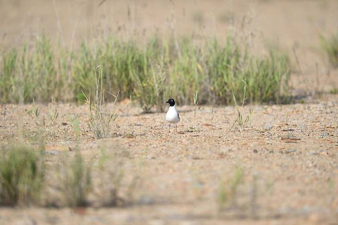 검은머리갈매기 어미는 둥지가 노출될 세라 주변을 세심히 살피며 안전을 확인한 뒤 조심스럽게 둥지 곁으로 다가가는 치밀함을 보인다.