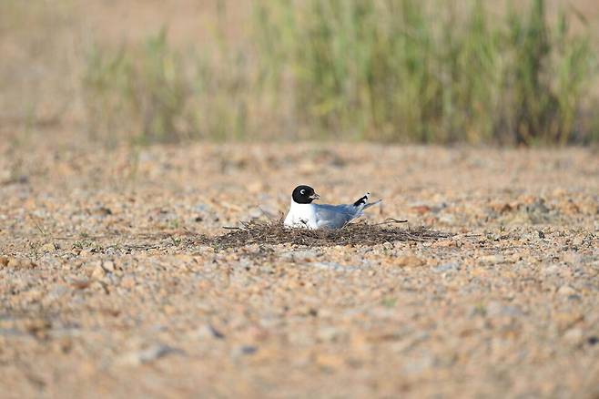 둥지로 돌아와 알을 품는 검은머리갈매기. 그러나 그가 앉아 있는 둥지는 언제 훼손될지 모르는 위태로운 땅이다.