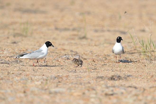 둥지에서 멀리 나온 검은머리갈매기 새끼를 향해 어미가 재빨리 보호에 나선다.