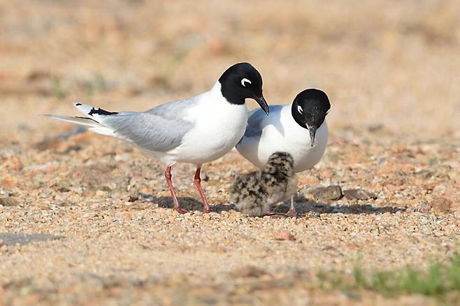 둥지를 벗어난 검은머리갈매기 새끼를 바라보니 걱정이 앞선다.