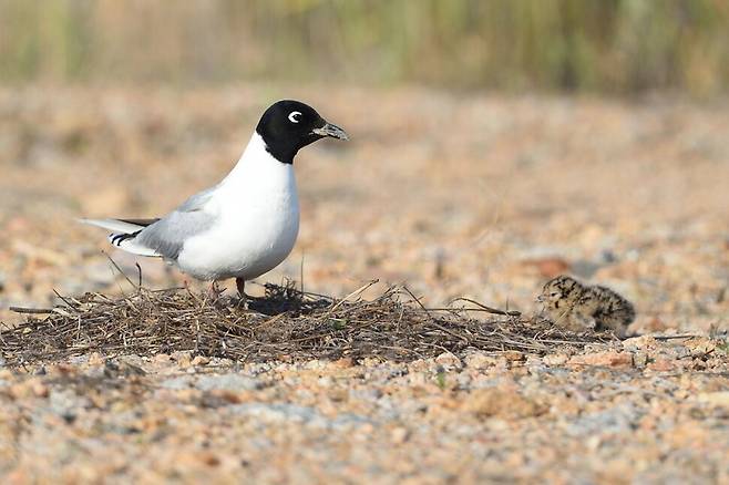 둥지로 다가간 어미 검은머리갈매기 곁으로 새끼가 다가선다.